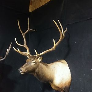 Elk Shoulder Mount Taxidermy