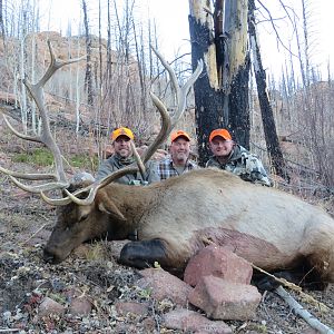 Hunting Elk in Colorado USA