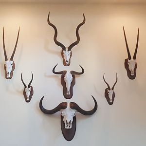 European Skull Mounts Taxidermy