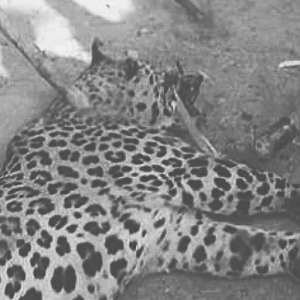 India Hunt Leopard
