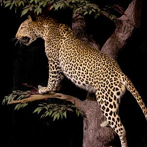 Leopard Full Mount Taxidermy