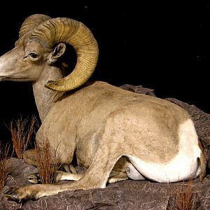 Mexico Desert Sheep Full Mount Taxidermy