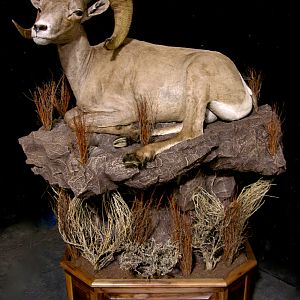 Mexico Desert Sheep Full Mount Taxidermy