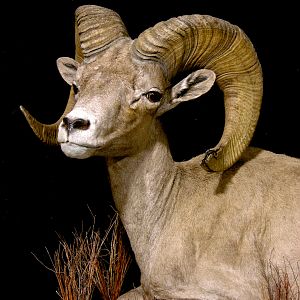 Mexico Desert Sheep Full Mount Taxidermy