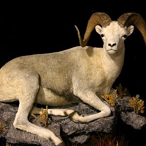 Fannin Sheep Full Mount Taxidermy