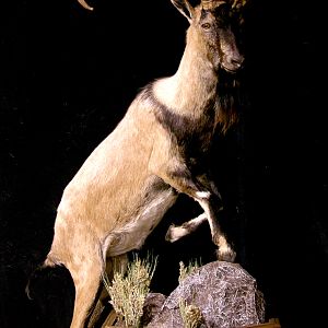 Ibex Full Mount Taxidermy