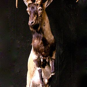 Ibex Full Mount Taxidermy