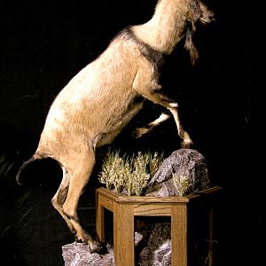 Ibex Full Mount Taxidermy