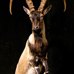 Ibex Full Mount Taxidermy