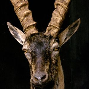 Ibex Full Mount Taxidermy