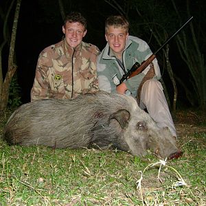 Hunt Bushpig in South Africa