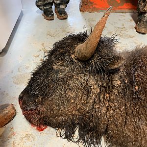 Bison Hunt Texas USA