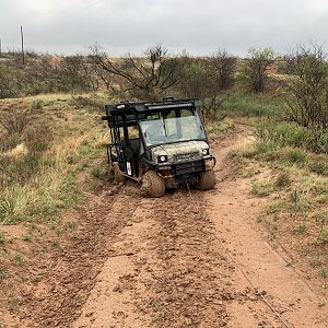 Hunt Bison in Texas USA