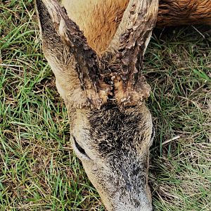 Hunt Roe Deer in Austria
