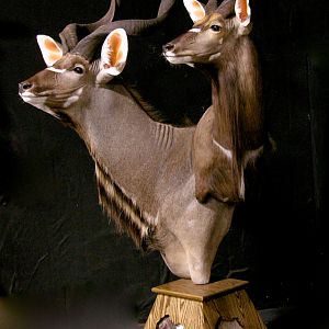 Kudu / Nyala Double Pedestal Mount Taxidermy