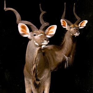 Kudu / Nyala Double Pedestal Mount Taxidermy