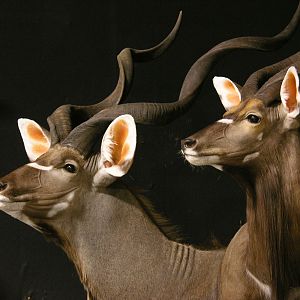 Kudu / Nyala Double Pedestal Mount Taxidermy