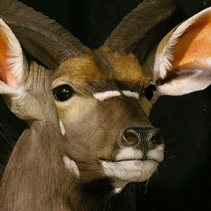 Kudu / Nyala Double Pedestal Mount Taxidermy