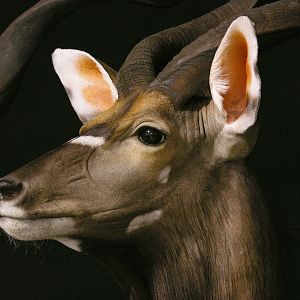 Kudu / Nyala Double Pedestal Mount Taxidermy