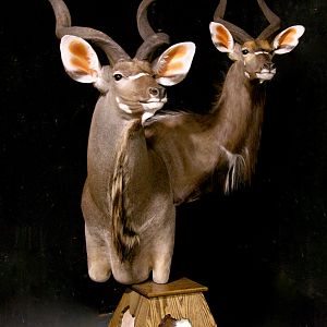 Kudu / Nyala Double Pedestal Mount Taxidermy