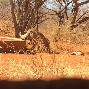 Warthog Bow Hunting Impact Shot