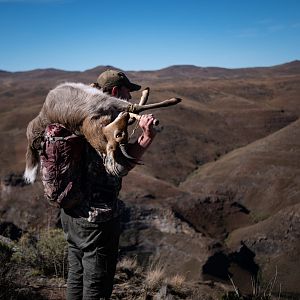 Mountain Reedbuck Hunting South Africa