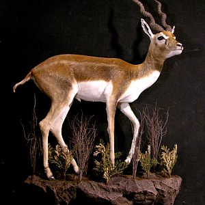 Argentina Blackbuck Antelope Full Mount Taxidermy