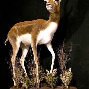 Argentina Blackbuck Antelope Full Mount Taxidermy