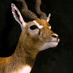 Argentina Blackbuck Antelope Full Mount Taxidermy