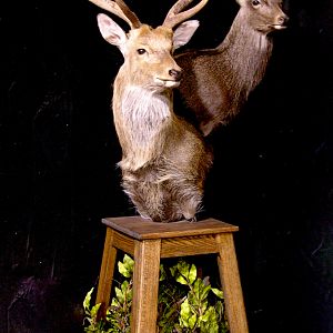 2 Sub-species Sika Double Pedestal Mount Taxidermy