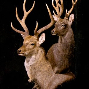 2 Sub-species Sika Double Pedestal Mount Taxidermy