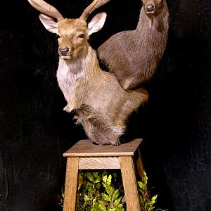 2 Sub-species Sika Double Pedestal Mount Taxidermy