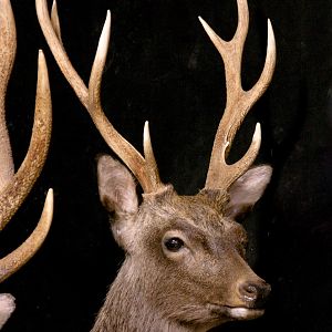 2 Sub-species Sika Double Pedestal Mount Taxidermy