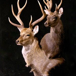 2 Sub-species Sika Double Pedestal Mount Taxidermy