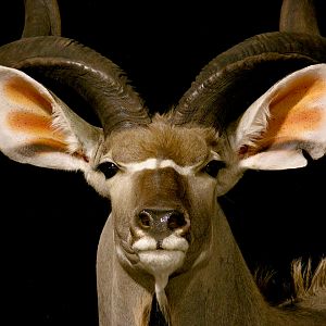 Kudu Pedestal Mount Taxidermy