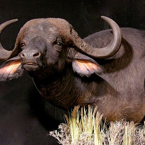 Cape Buffalo Pedestal Mount Taxidermy