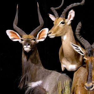 Nyala, Impala & Red Hartebeest Triple Pedestal Mount Taxidermy Mount