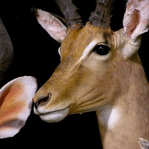 Nyala, Impala & Red Hartebeest Triple Pedestal Mount Taxidermy Mount