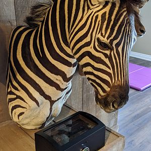 Burchell's Plain Zebra Pedestal Mount Taxidermy