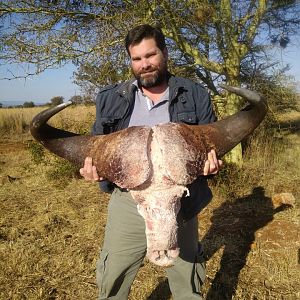 Cape Buffalo Hunt