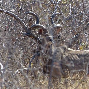 Kudu in South Africa