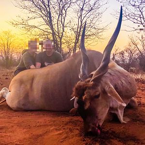 Eland Hunting Namibia