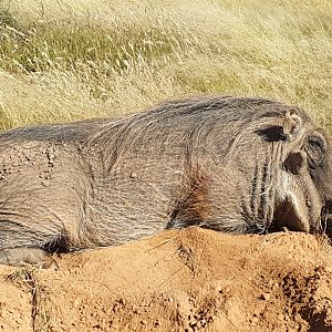 South Africa Hunt Warthog