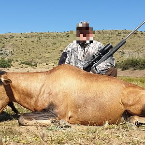 Red Hartebeest Hunting South Africa