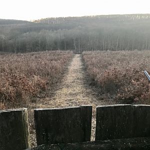 Hunt Wild Boar in Hungary