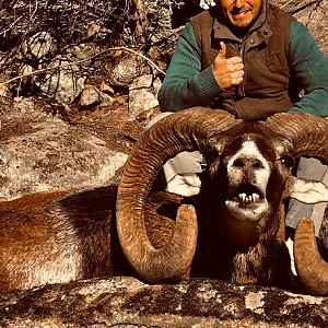 mouflon sheep