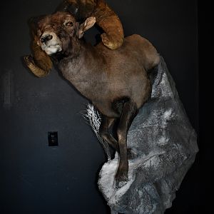 Big Horn Sheep Full Mount Taxidermy