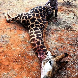 Hunt Black Giraffe in South Africa