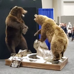 Bears Taxidermy at Dallas Safari Club (DSC) Convention 2020
