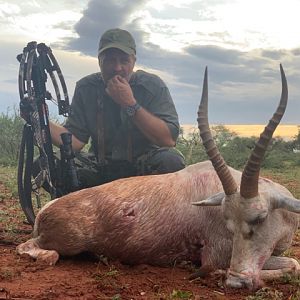 South Africa Cross Bow Hunting White Blesbok